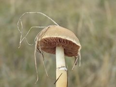 Stropharia coronilla