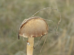 Stropharia coronilla