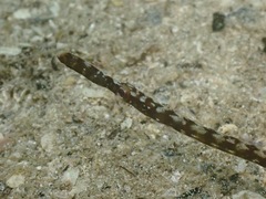 Stigmatopora