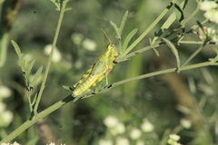 Campylacantha olivacea