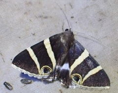 Grammodes ocellata