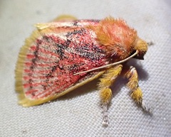 Comana miltogramma
