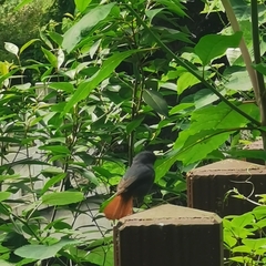 Phoenicurus fuliginosus