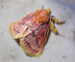 Comana miltogramma