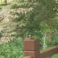 Phoenicurus fuliginosus