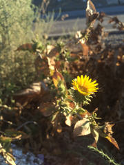 Grindelia camporum