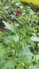 Chenopodiastrum murale
