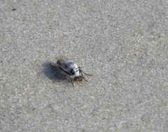 Laphystia litoralis