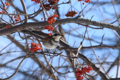 Turdus eunomus
