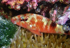 Parupeneus multifasciatus