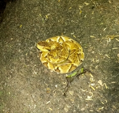 Bothrops jararaca