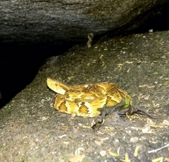 Bothrops jararaca