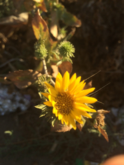 Grindelia camporum