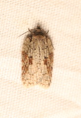 Acleris ptychogrammos