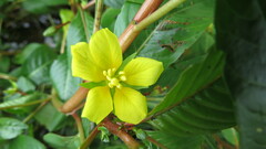 Ludwigia peploides glabrescens