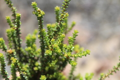 Agathosma capensis