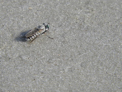 Laphystia litoralis