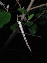 Anolis ustus