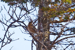 Turdus naumanni