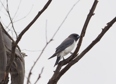 Artamus leucorynchus