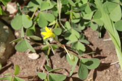 Oxalis corniculata