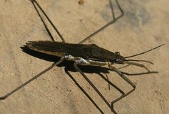 Aquarius ventralis