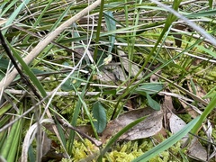 Allittia uliginosa