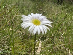 Allittia uliginosa