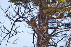 Turdus naumanni