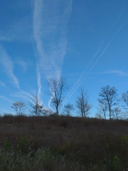 Gleditsia triacanthos inermis