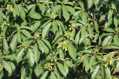 Sterculia lanceolata