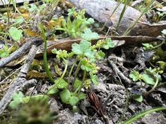Hydrocotyle callicarpa