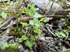Hydrocotyle callicarpa