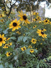 Rudbeckia