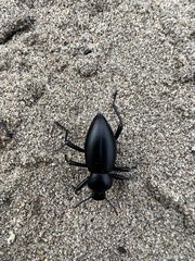 Tenebrionidae