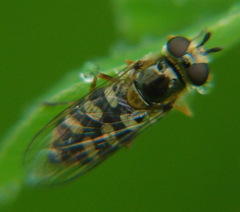 Eupeodes corollae