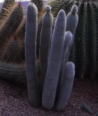 Cleistocactus