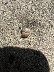 Helminthoglypta