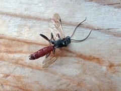 Ichneumonoidea