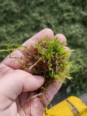 Rhytidiadelphus squarrosus