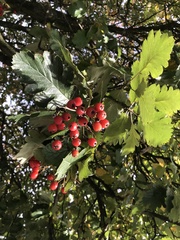 Scandosorbus intermedia