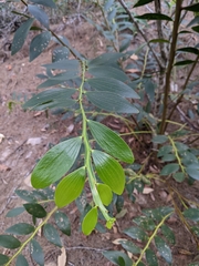 Acacia complanata