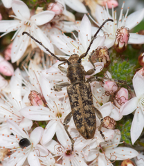 Pempsamacra dispersa