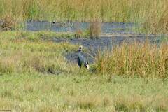 Balearica pavonina pavonina