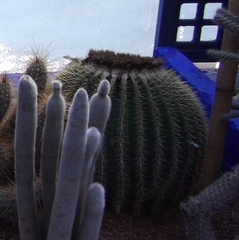 Kroenleinia grusonii