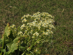 Senecio bonariensis