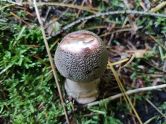 Amanita rubescens