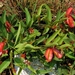 Combretum platypetalum - Photo (c) i_c_riddell, algunos derechos reservados (CC BY), subido por i_c_riddell