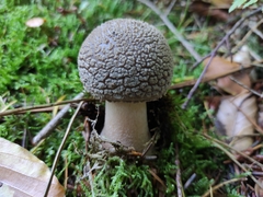 Amanita rubescens