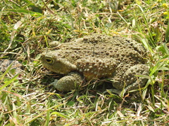 Rhinella arenarum